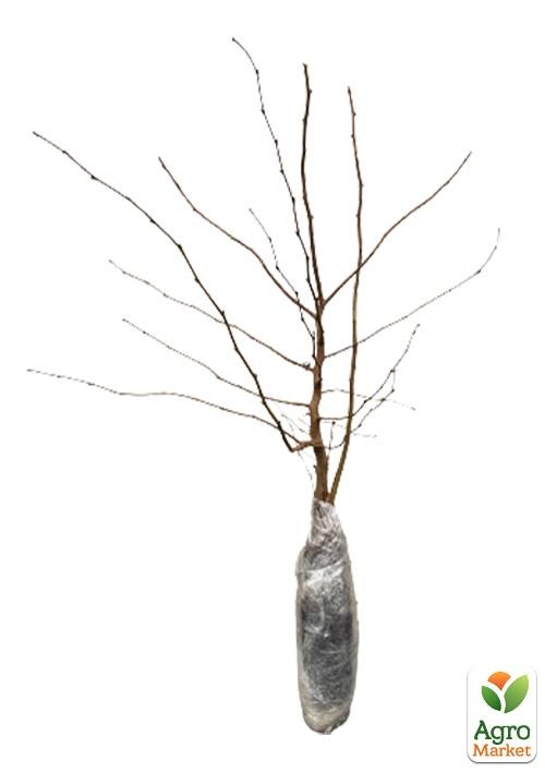 Эксклюзив! Фундук "Бомба" (Bomb) (премиальный, высокоурожайный сорт) - фото 2