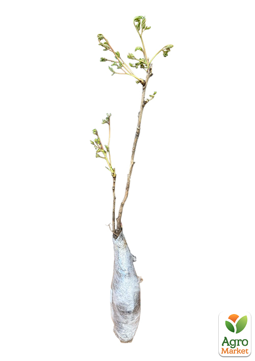 Пион древовидный 3-х летний "Anastasia" (высота 30-50см) - фото 2