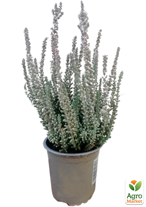 Вереск обыкновенный "Beoley Silver" - фото 6