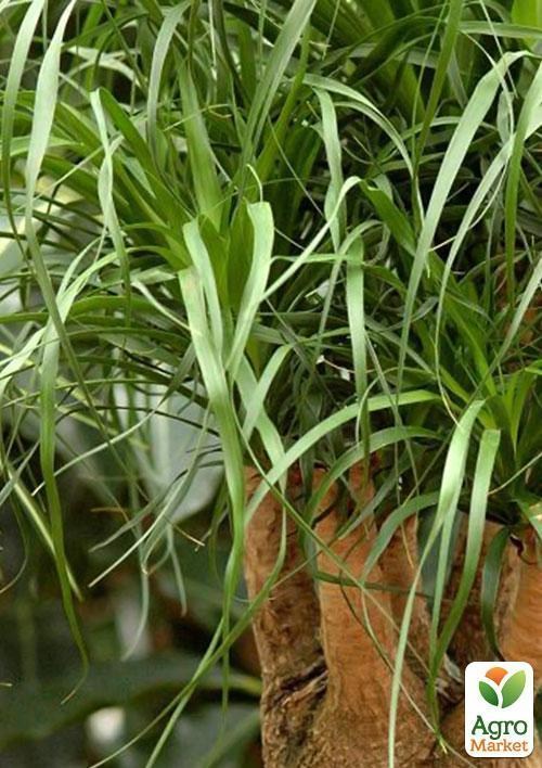 Бокарнея "Слоновья нога" (Beaucarnea recu.) дм 12 см выс. 45 см