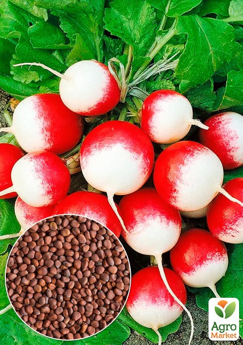 На развес Редис "Николь" ТМ "Весна" цена за 10г