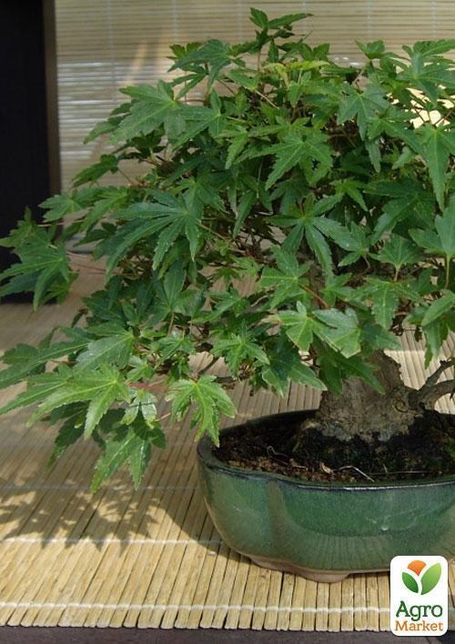 Клен японский зеленый "Самурай" ТМ "Vesna Exclusive" 3шт - фото 4