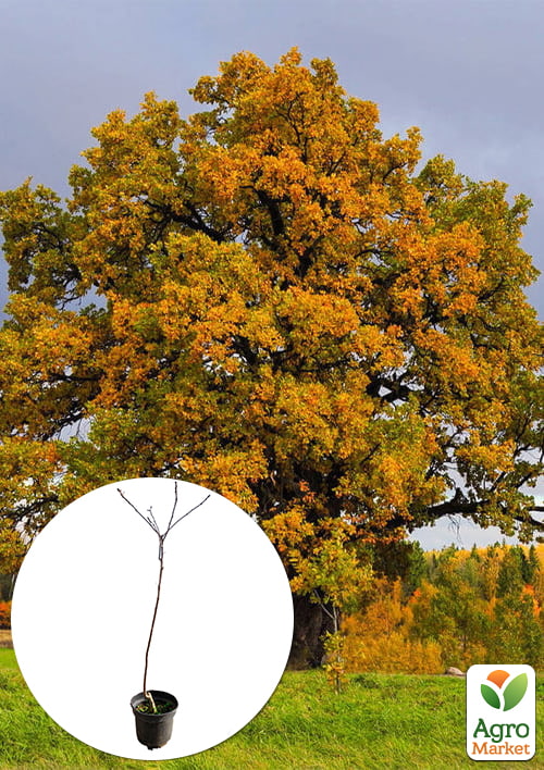 Дуб английский обыкновенный (Quercus robur) С2