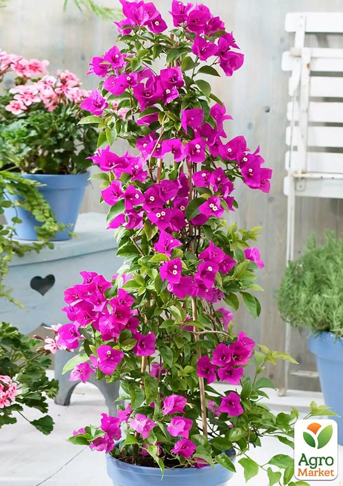 LMTD Бугенвиллия 5-и летняя "Александра" (высота 120-130см) - фото 7