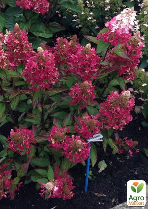 Гортензія волотиста "Magical Vesuvio" вазон Р9 - фото 2