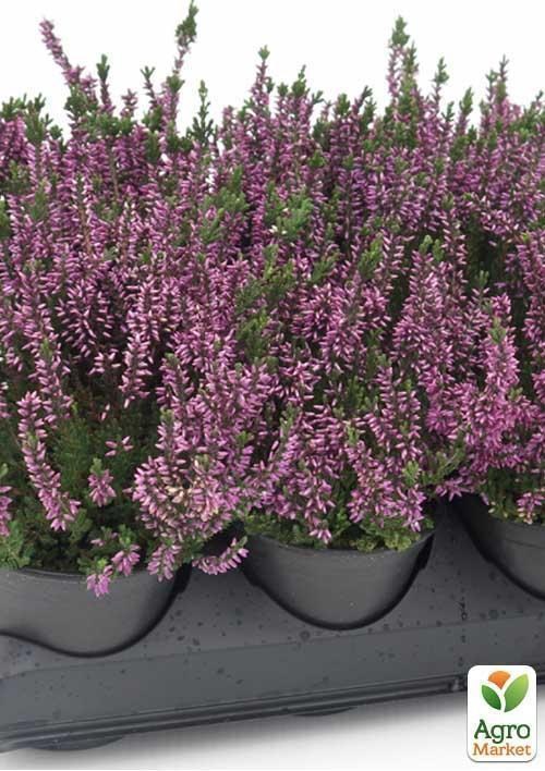 Вереск обыкновенный "Lianne" - фото 2