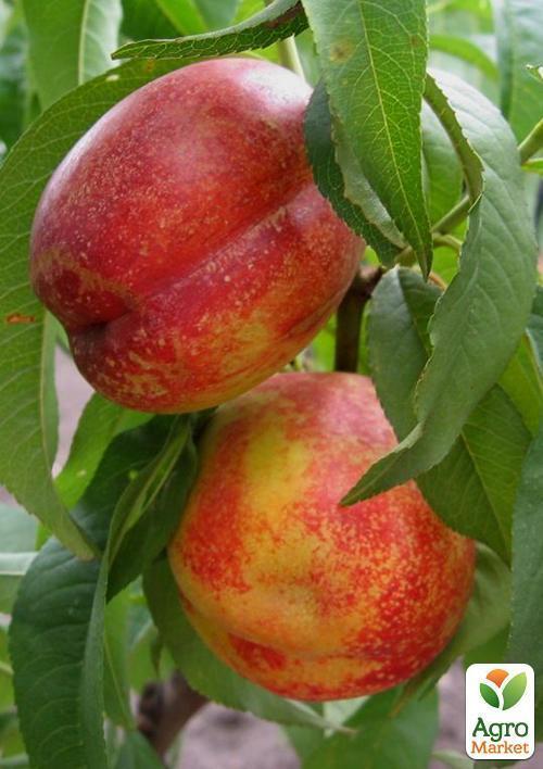 Нектарин "Хард Блейз" (лысый персик, летний сорт, средний срок созревания) - фото 4