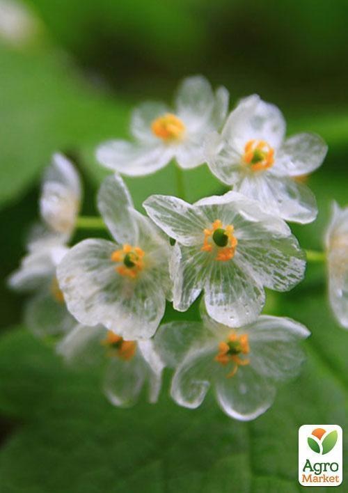 Прозора квітка "Скелетон" ТМ "Vesna Exclusive" 5шт - фото 5