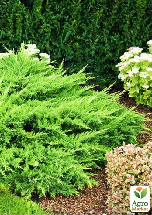 Ялівець козацький Tamariscifolia (контейнер Р9, висота 10-20 см)