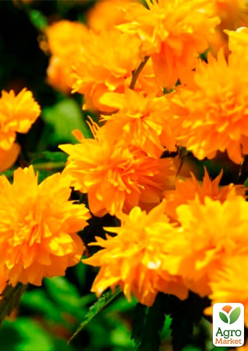 Керрия японская "Golden Guinea" (крупные махровые цветки) - фото 2