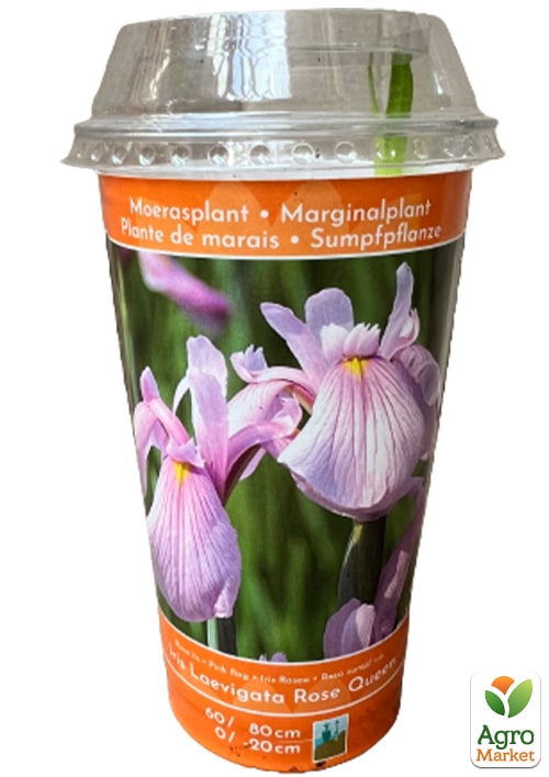 LMTD Ирис гладкий (нимфея) "Laevigata Rose Queen"   - фото 6