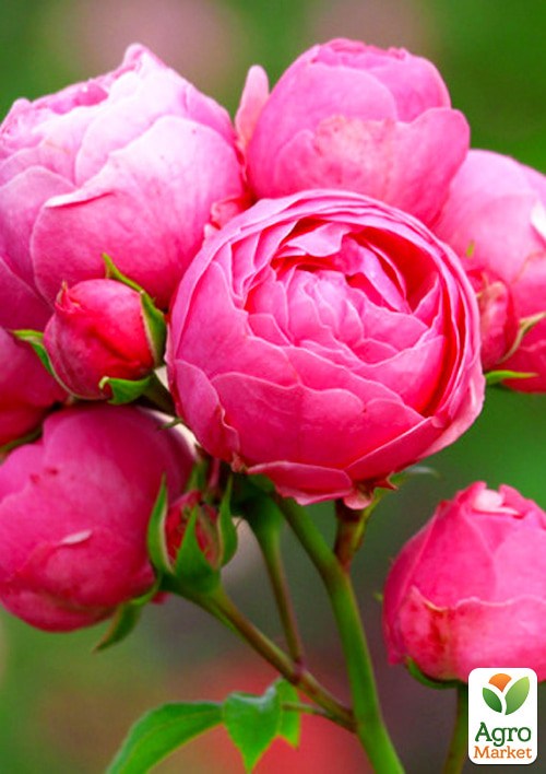 Роза в контейнере флорибунда "Pomponella" (саженец класса АА+) - фото 4