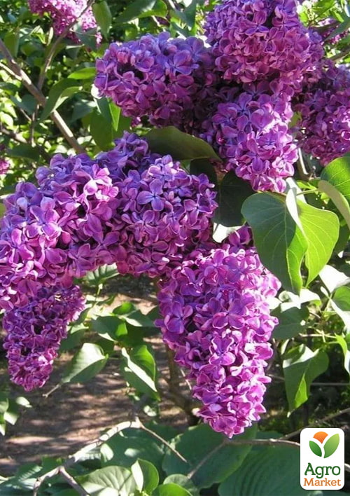 Сирень тёмно-фиолетовая "Night" (Syringa vulgaris Night) - фото 2