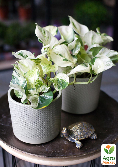 Эпипремнум "Happy Leaf" 20-30см - фото 6