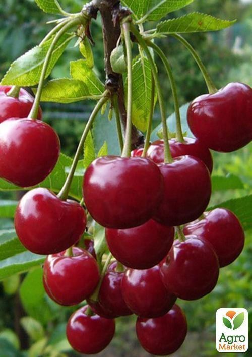 Вишня "Нефріс" - фото 2