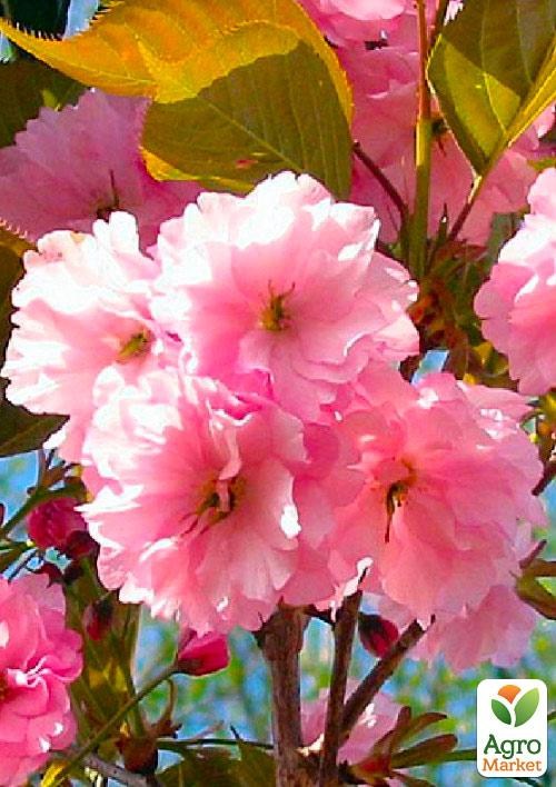 Сакура кустовая "Pink Perfection"