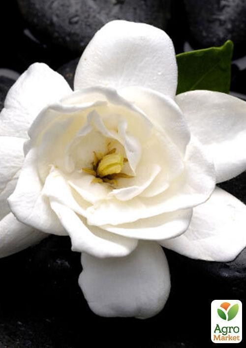 Гарденія жасминовидная "Кращий день" (Gardenia jasminoides) дм 13 см висю. 25 см
