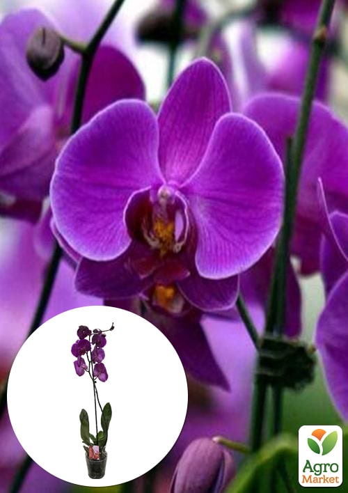 Орхидея (Phalaenopsis) "Purple"