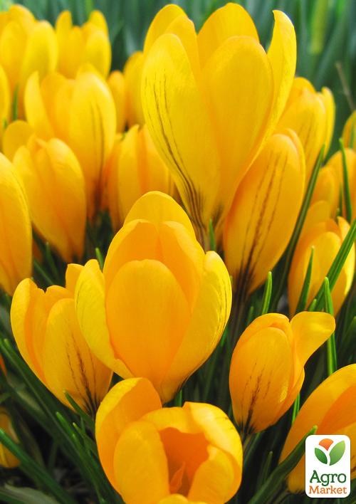 Крокус великоквітковий "Yellow"