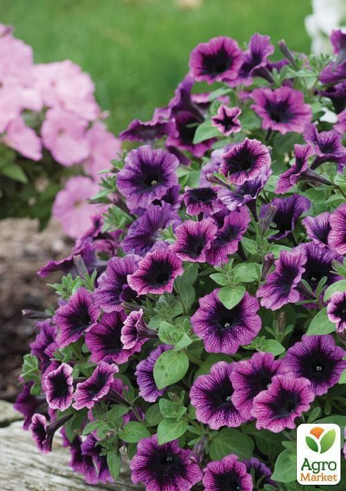 Петуния Go! Tunia "Purple Eye" (контейнер №10, высота 10-15см) - фото 2