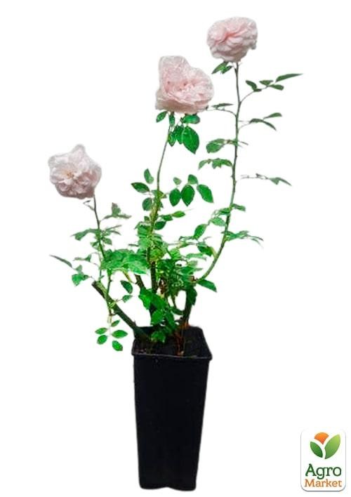 Роза в контейнере плетистая "Sabrina" (саженец класса АА+) - фото 2