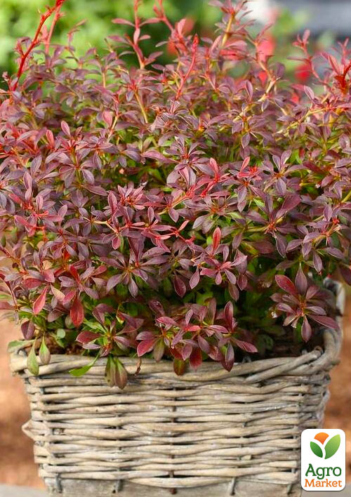 Барбарис Тунберга "Orange Dream" - фото 6