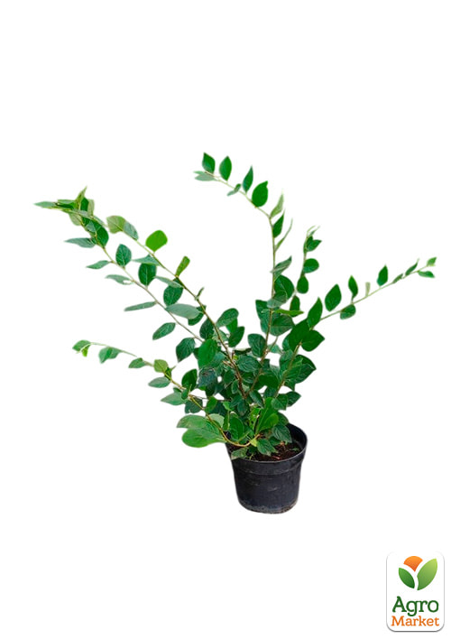 Кизильник блискучий вертикальний (Cotoneaster lucidus), С2