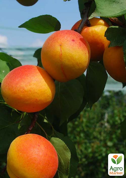 Абрикос "Бушеран" (летний сорт, поздний срок созревания) - фото 2