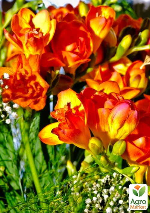 Фрезія махрова "Orange" 5шт в упаковці - фото 3