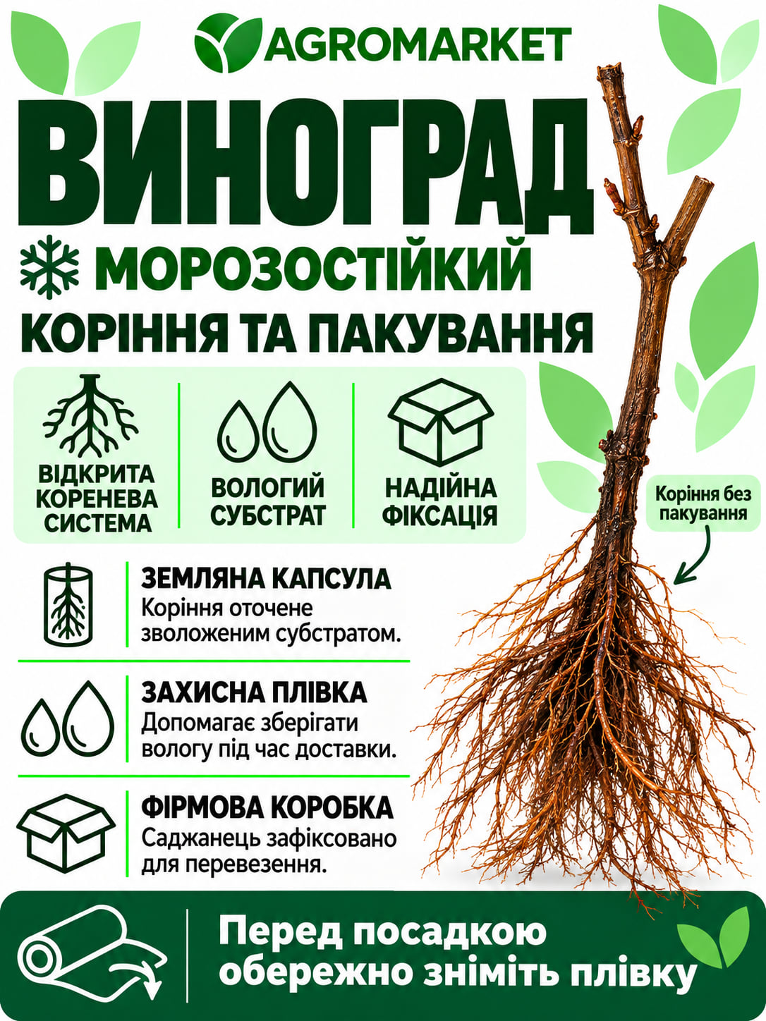 Виноград кишміш "Супер Сонака" (солодкий мускат без кісточки селекції США)10