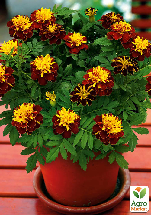 Бархатцы отклоненные "Super Hero" 