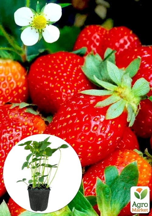 Полуниця садова "Аромас" укорінена у контейнері