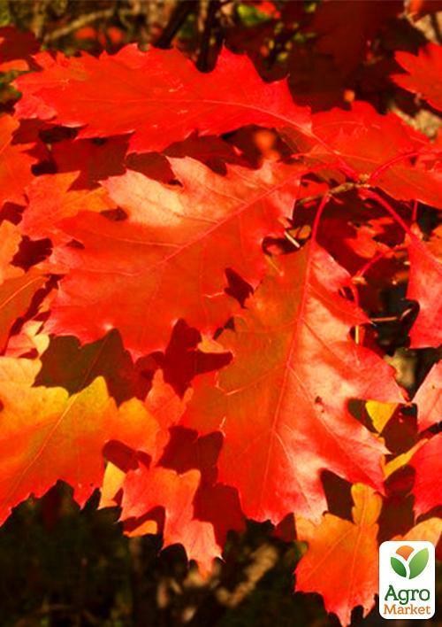Дуб яскраво-червоний "Quercus rubra" (стійкий до шкідників і хвороб) висота 20-50см - фото 5