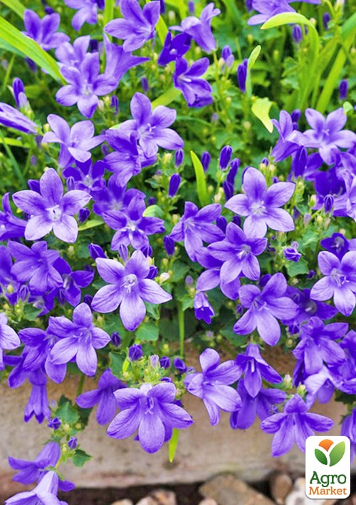 Кампанула квітуча "Isophylla Violet" (Нідерланди)