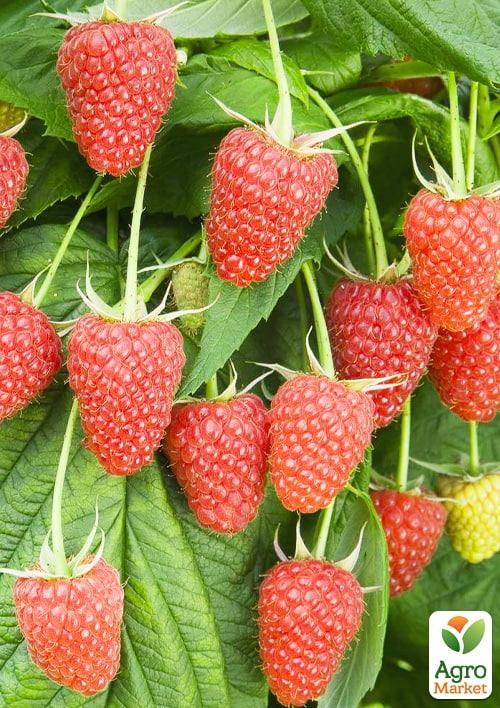 Уценка!!! Малинове дерево мікс сортів.