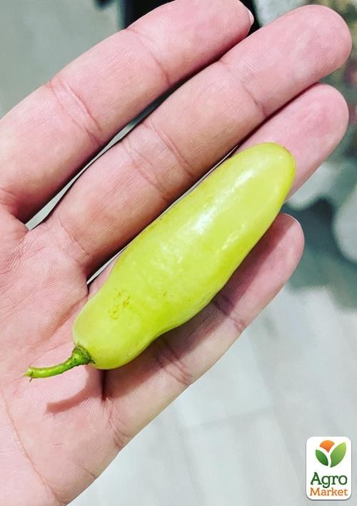 Виноград "Азия" (вегетирующий саженец очень крупного сладкого винограда) - фото 3