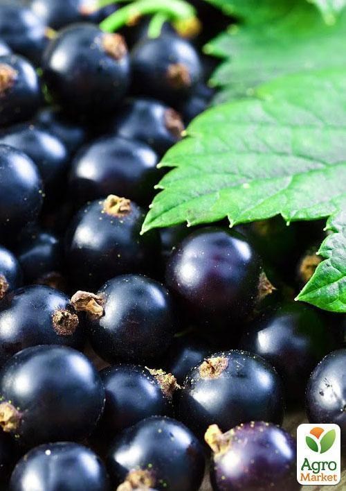 Смородина чёрная "Тибен" (Tiben) (среднепоздний срок созревания, один из самых популярных сортов)