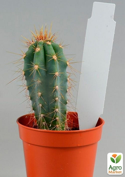 Бирки для маркировки растений "Колышек" 100шт 18x105мм - фото 3