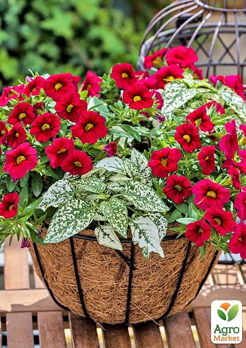 Калібрахоа Calipetite "Red" - фото 2