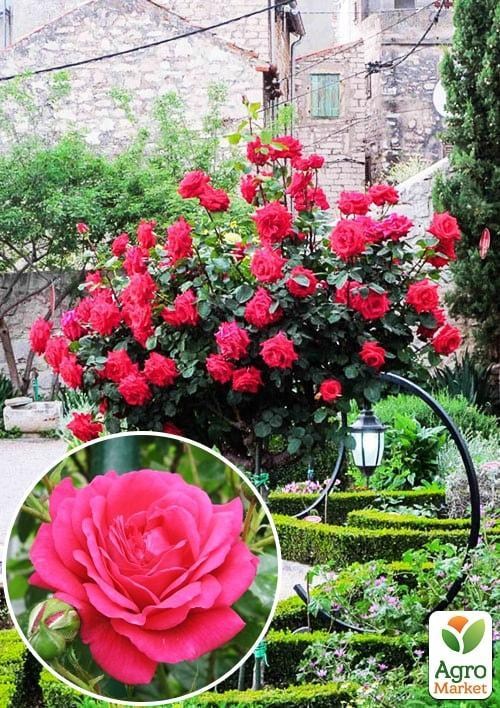 Роза штамбовая "Sophy’s Rose"