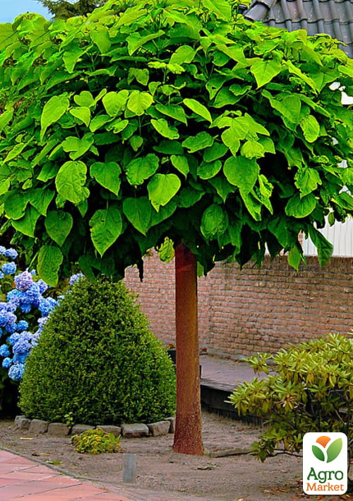 Катальпа бігнонієподібна на штамбі "Нана" висота 180-200см - фото 4
