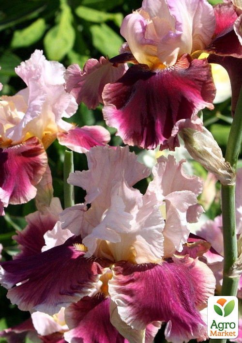 Ирис бородатый крупноцветковый "Cranberry Swirl"  