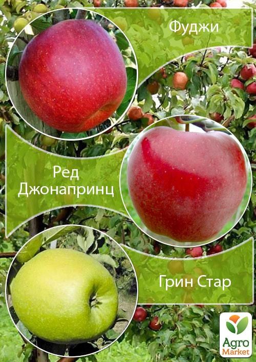 Дерево-сад Яблоня "Грин Стар+Ред Джонапринц+Фуджи" 