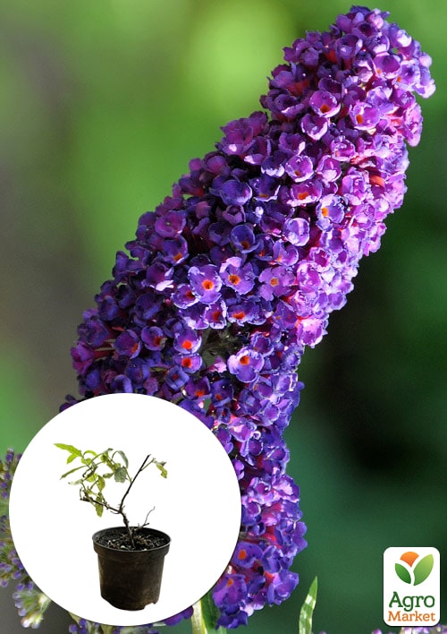 Буддлея Давида "Purple Emperor" С1 (высота 20-40см)