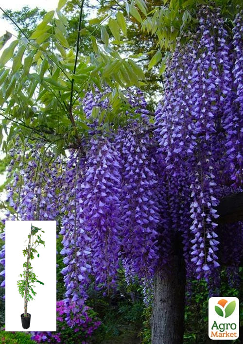 LMTD Вистерия (глициния) "Sinensis Prolific" 5-и летняя (высота 150-200см)