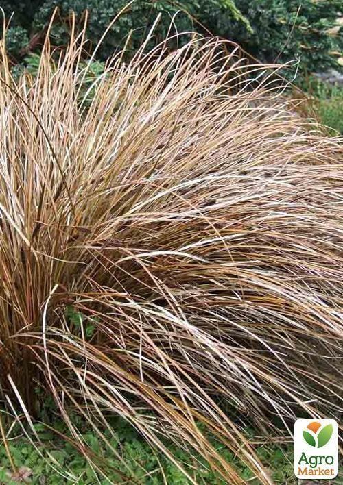 Осока бронзовая "Бронз Форм"