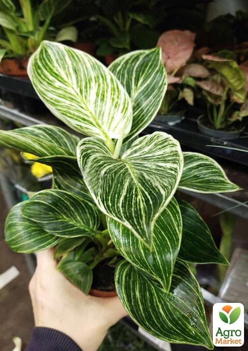 LMTD Філодендрон "White Wave" висота 30-40см - фото 7