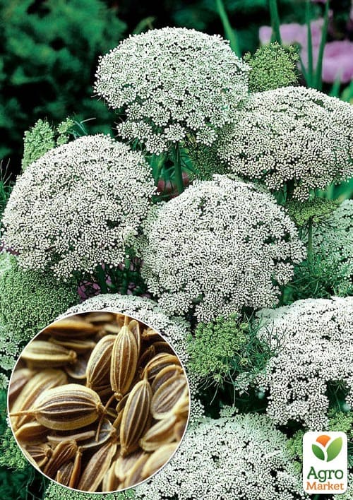 Аммі "Мрія флориста" (зіпер) ТМ "Весна" 0,1г