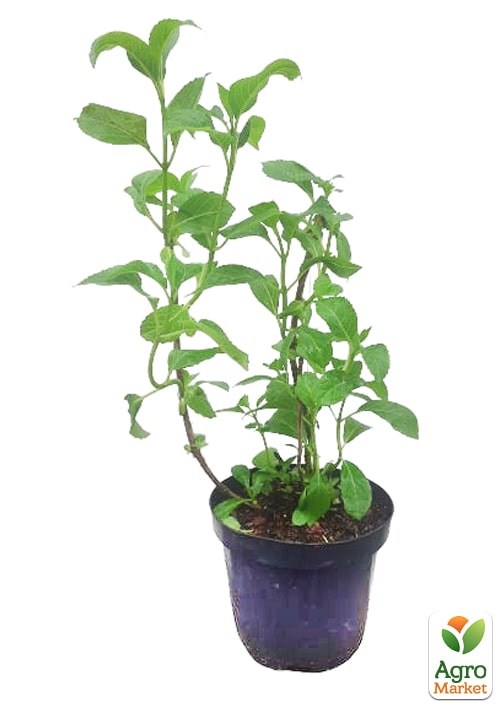 Гортензія 3-х літня деревоподібна "Annabelle" - фото 4