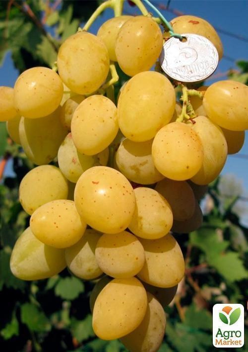 Виноград "Жостен" - фото 3